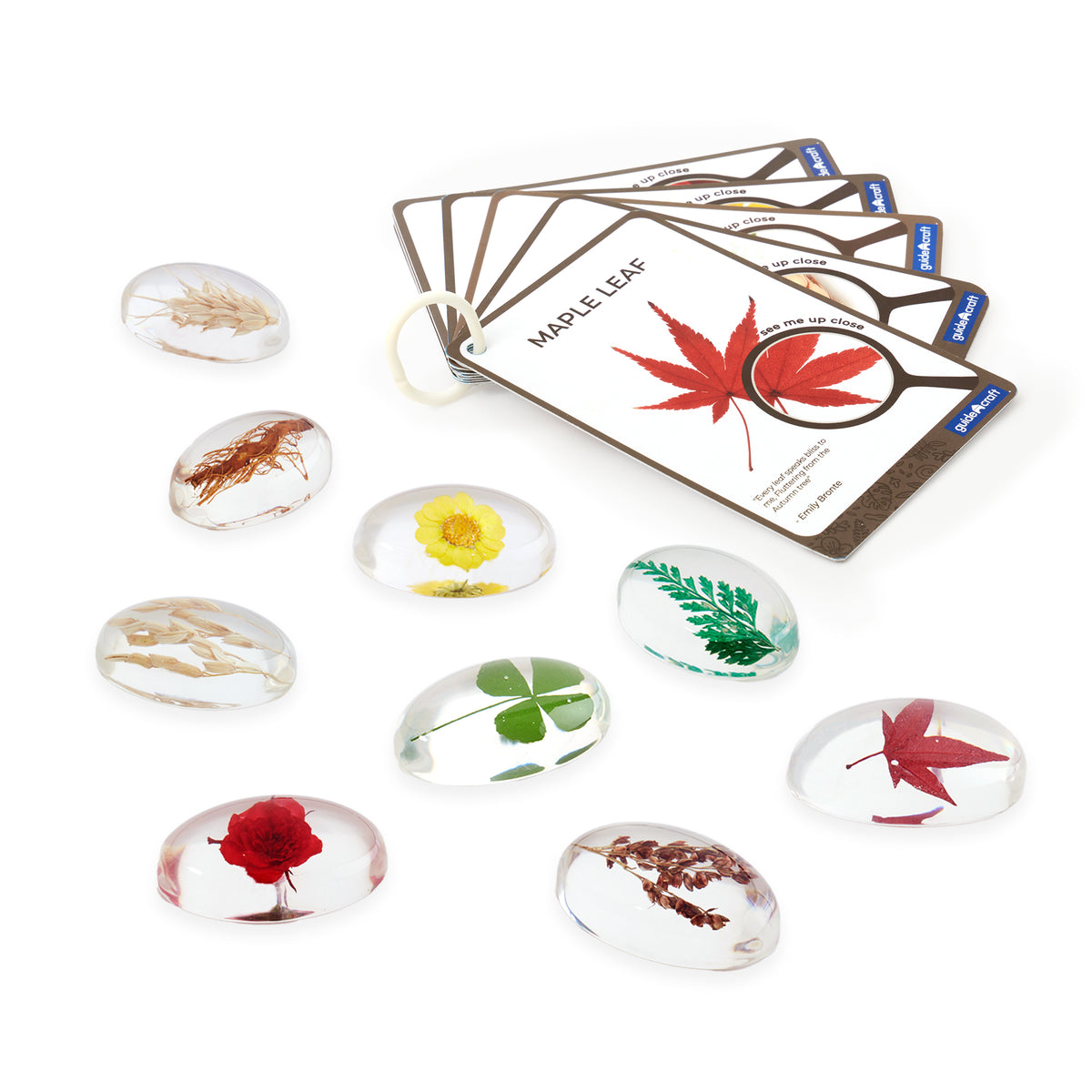 Specimen Stones: Plants