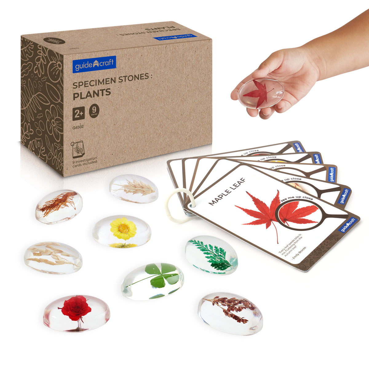 Specimen Stones: Plants