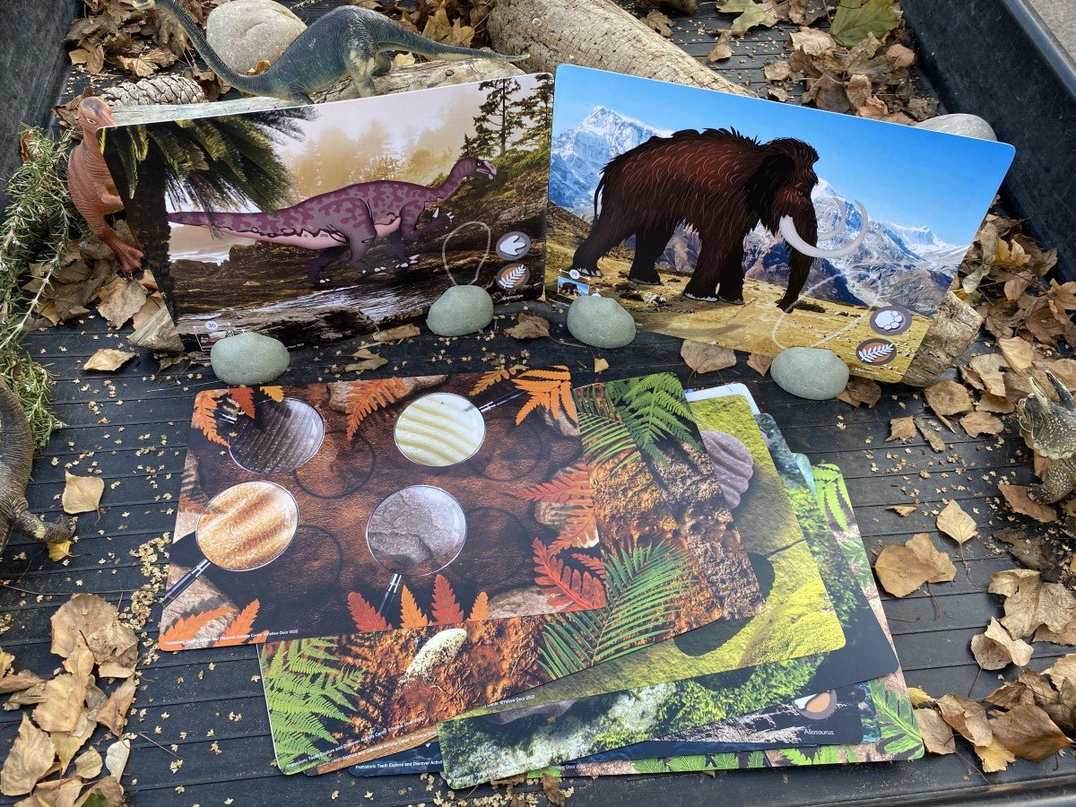 Yellow Door Prehistoric Teeth Explore and Discover Activity Cards (16) - Little Whispers