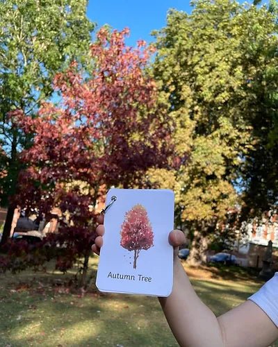 PLR Flash Cards, Autumn Signs - Explorer - Little Whispers