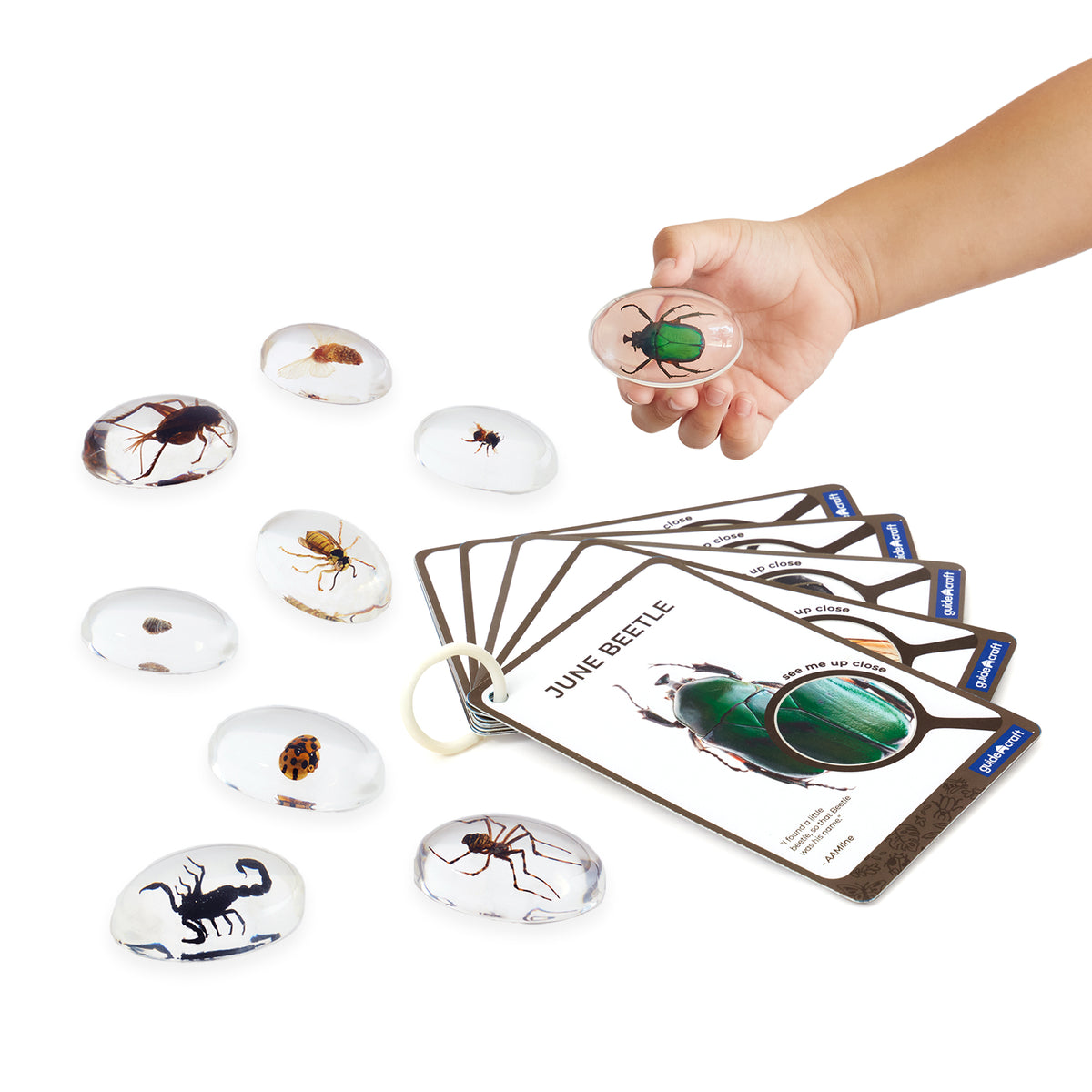 Guidecraft Specimen Stones: Bugs