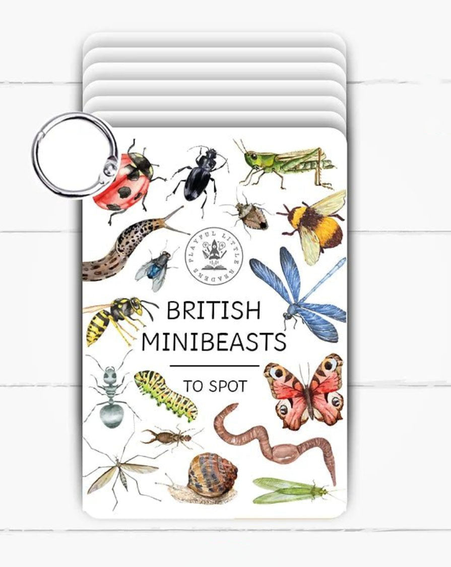 Minibeasts Flash Cards 